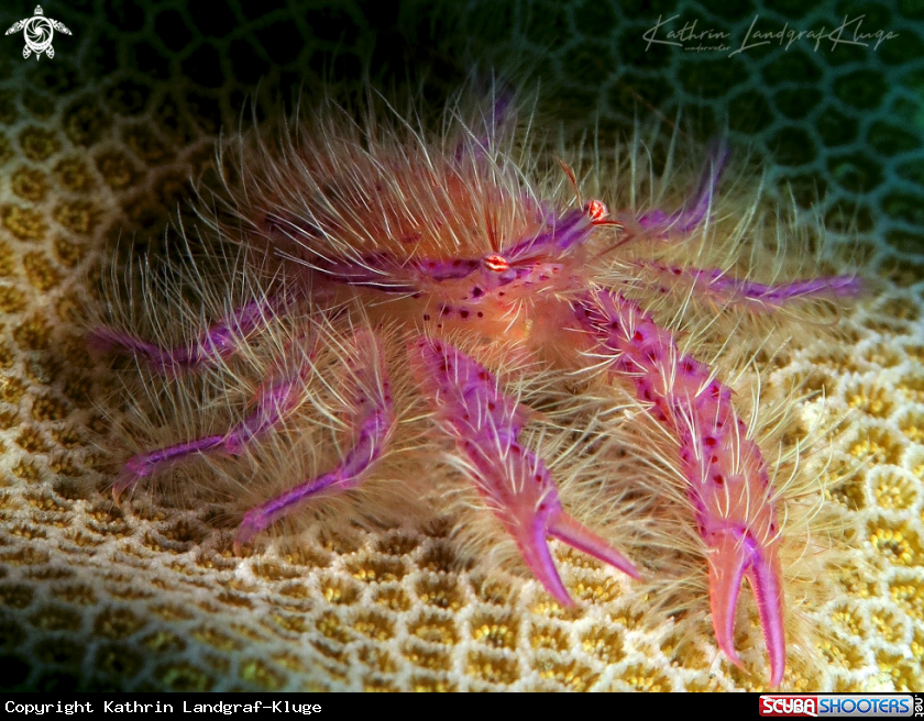 A Hairy Squat Lobster
