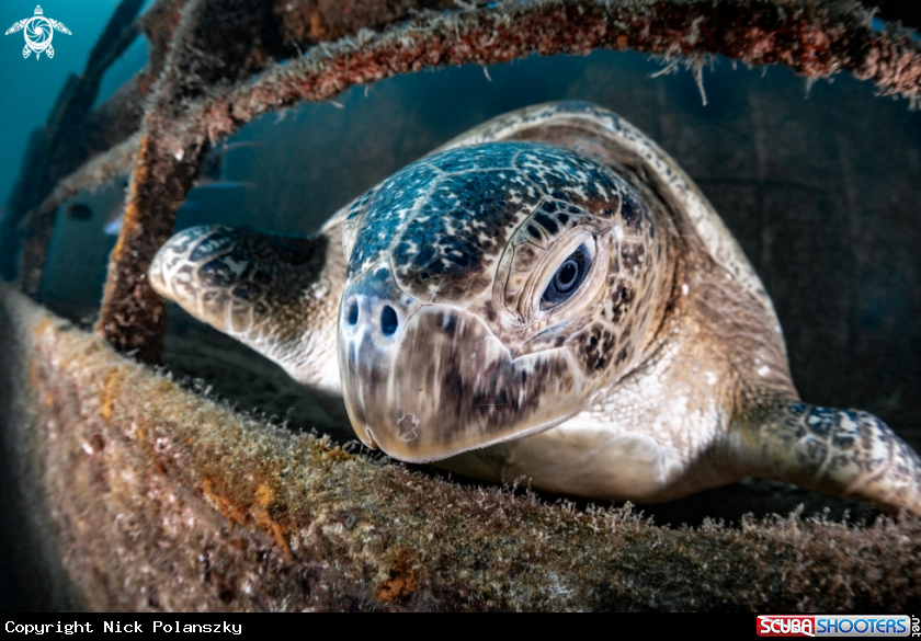 A Turtle