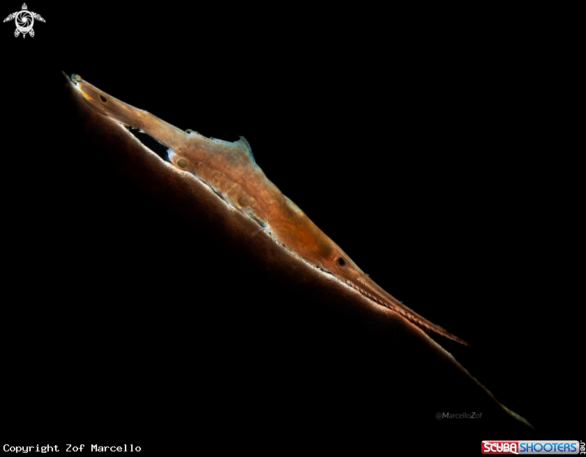 A Tozeuma lanceolatum