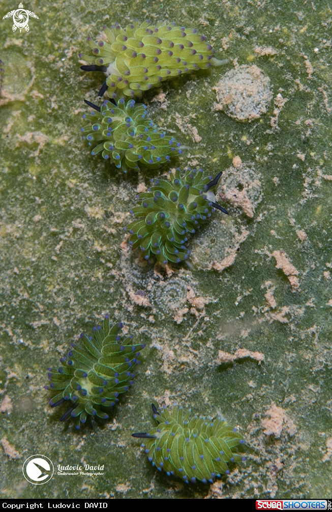 A Sapsucking Slug