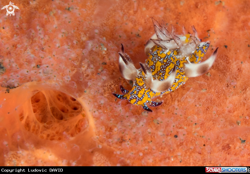 A Mosaic Trapania Nudibranch