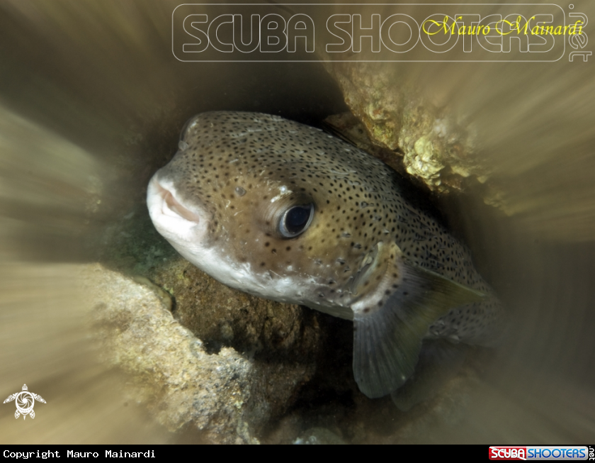 A Diodon hystrix - my nice sweety baby