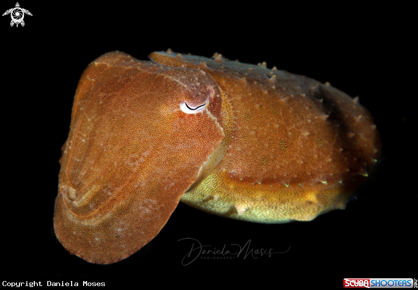 A Cuttlefish
