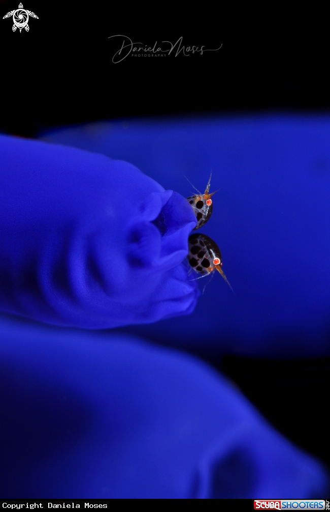 A Ladybugs