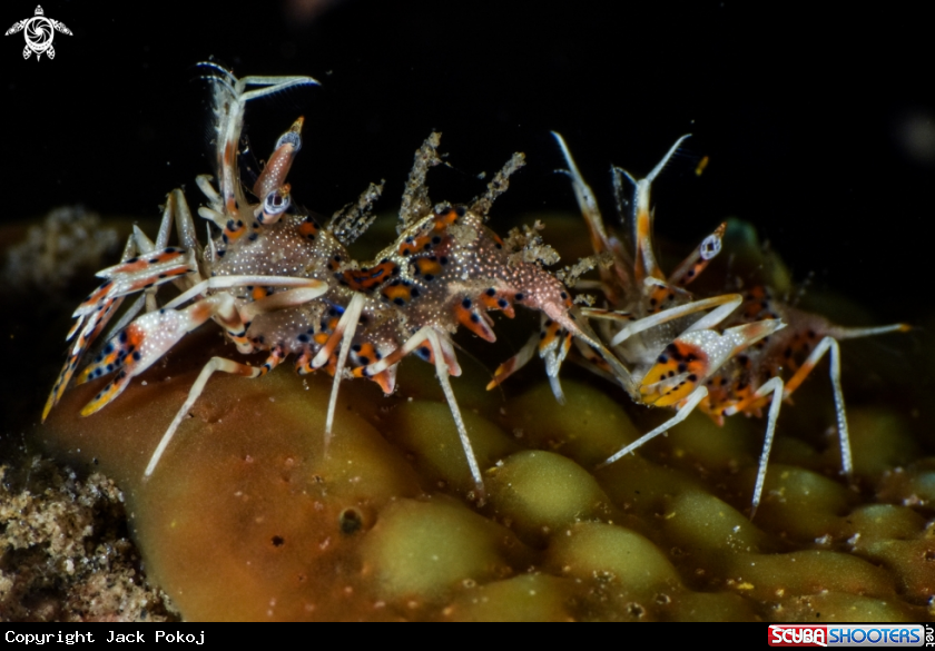 A Tiger shrimp