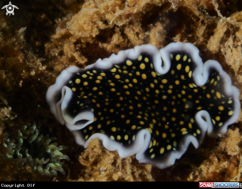 A Flatworm 