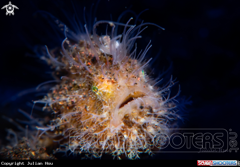 A Hairy frogfish