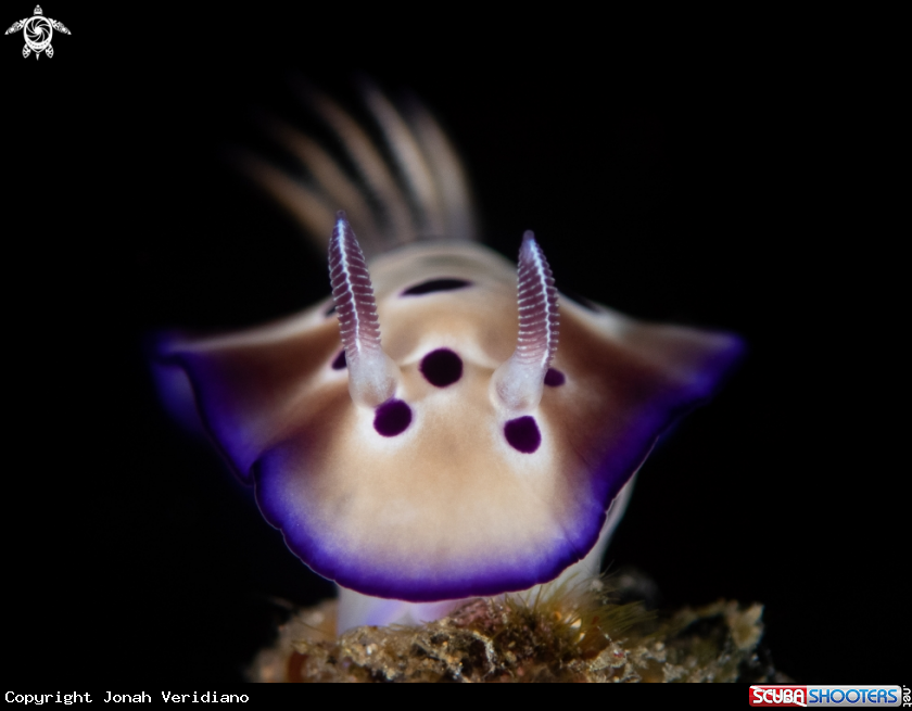 A Nudibranch