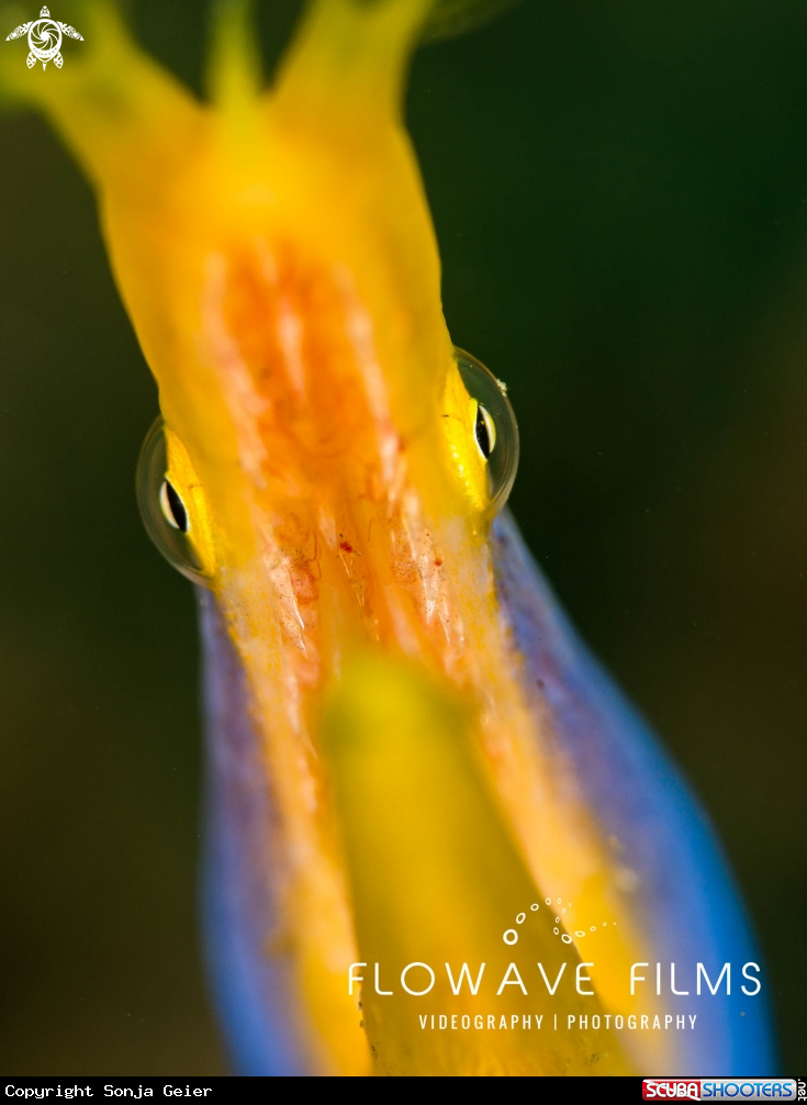 A Ribbon Eel