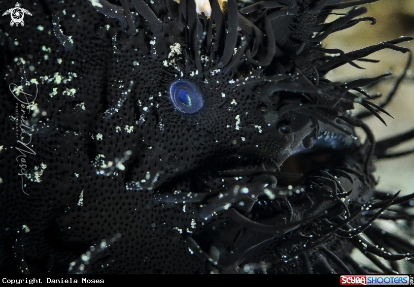 A Hairy Frogfish