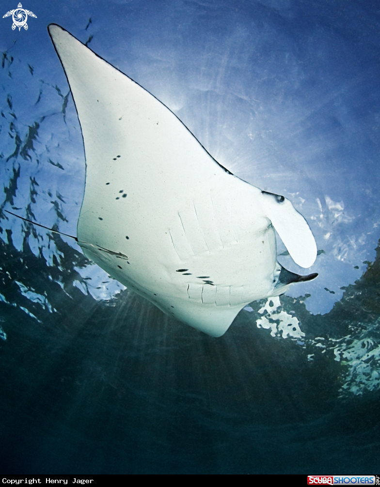 A Manta ray