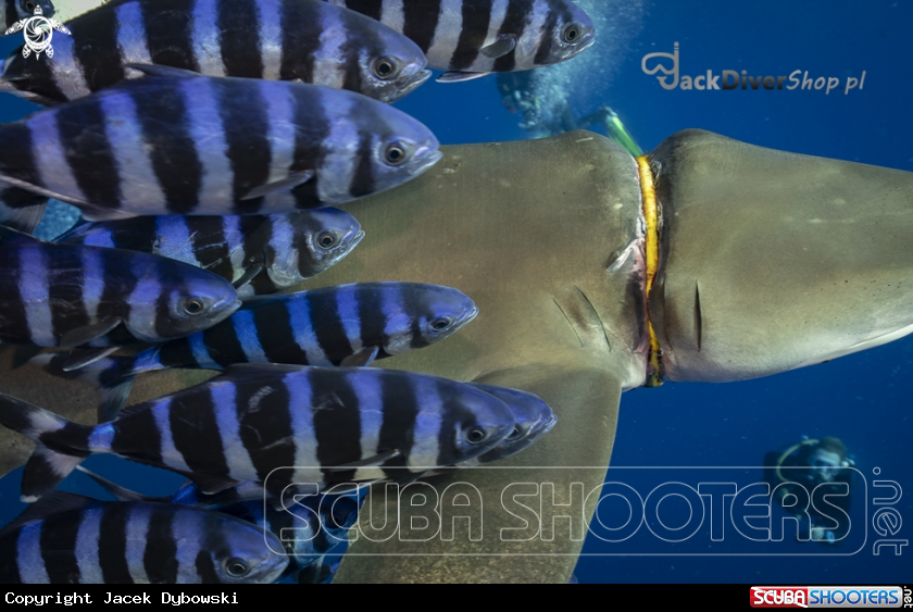 A Red Sea 23