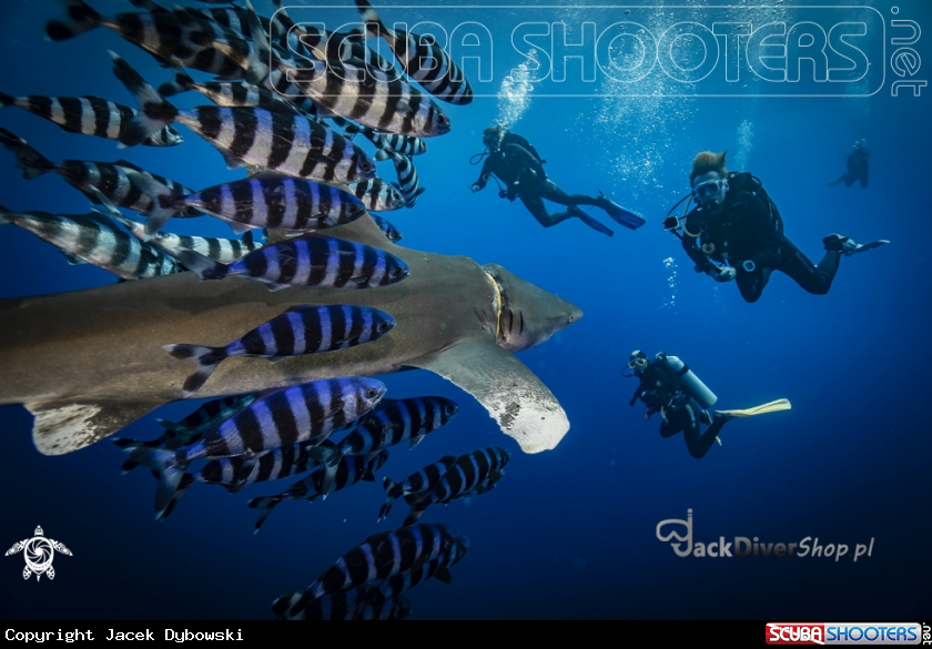 A Red Sea 24
