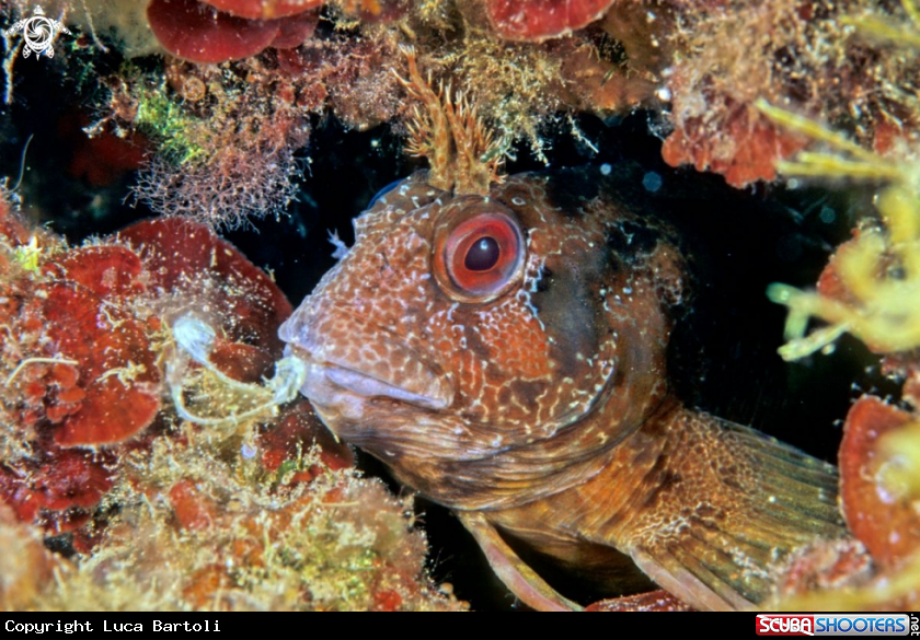 A reef fish
