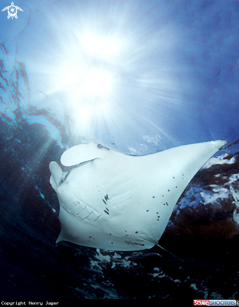 A Manta ray