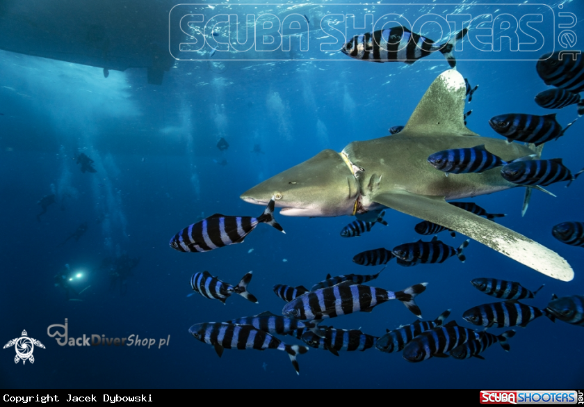 A Red Sea 26