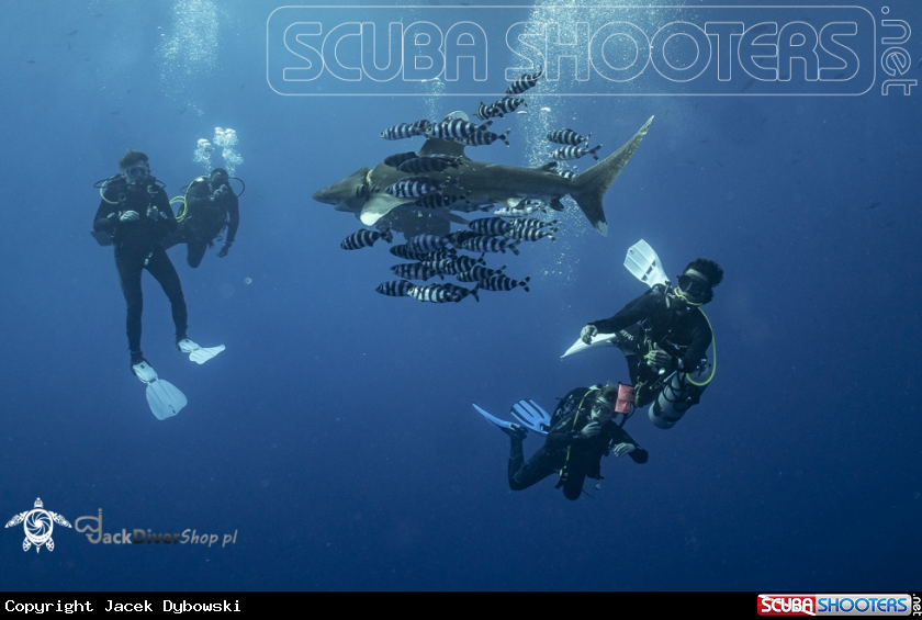 A Red Sea 25