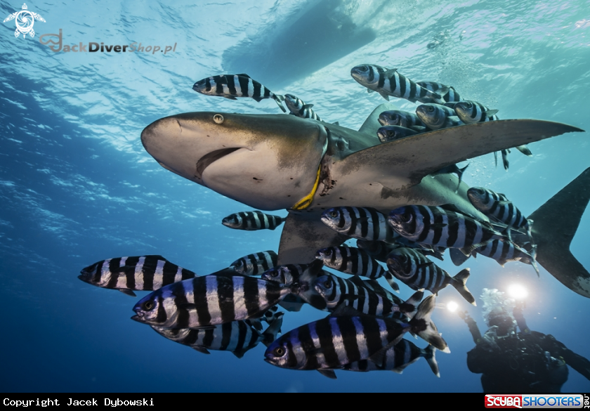 A Red Sea 28