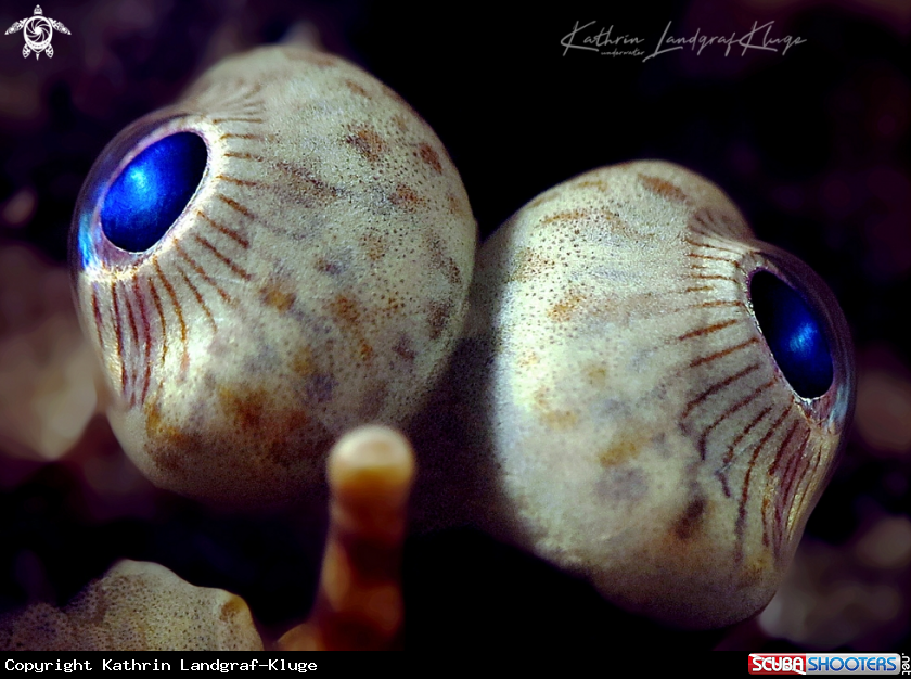 A Close-up of a Carpet Sole 
