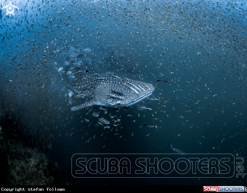 A Whale Shark