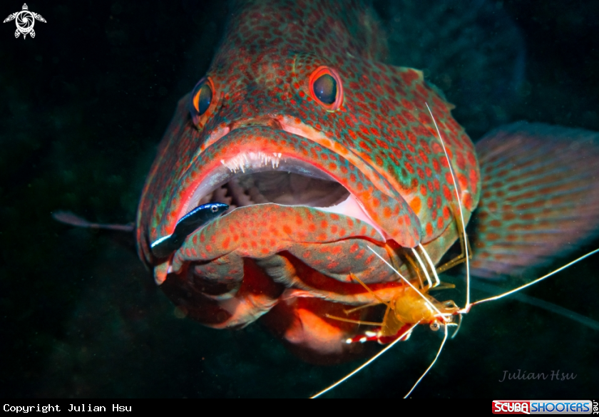 A Grouper