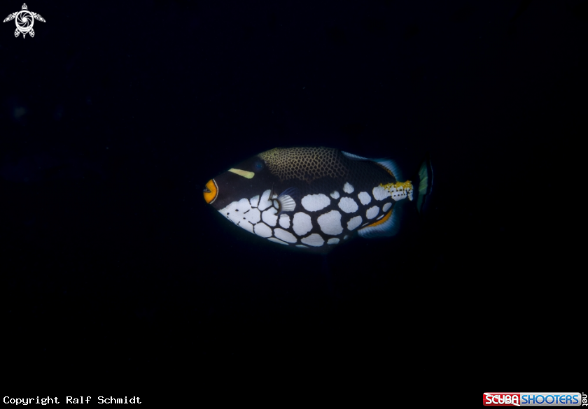 A Leopard Drückerfisch