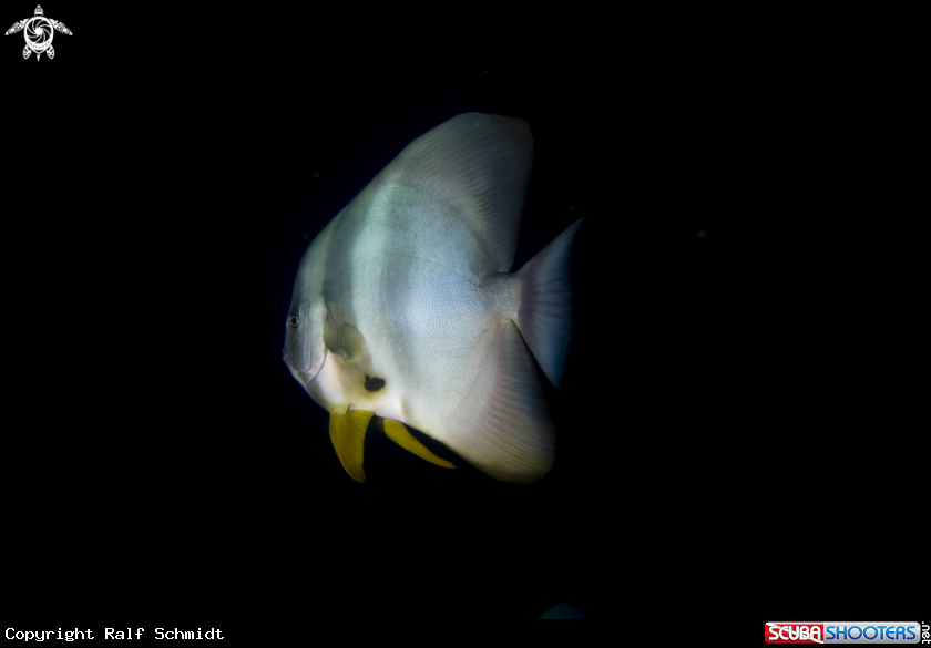 A Fledermausfisch