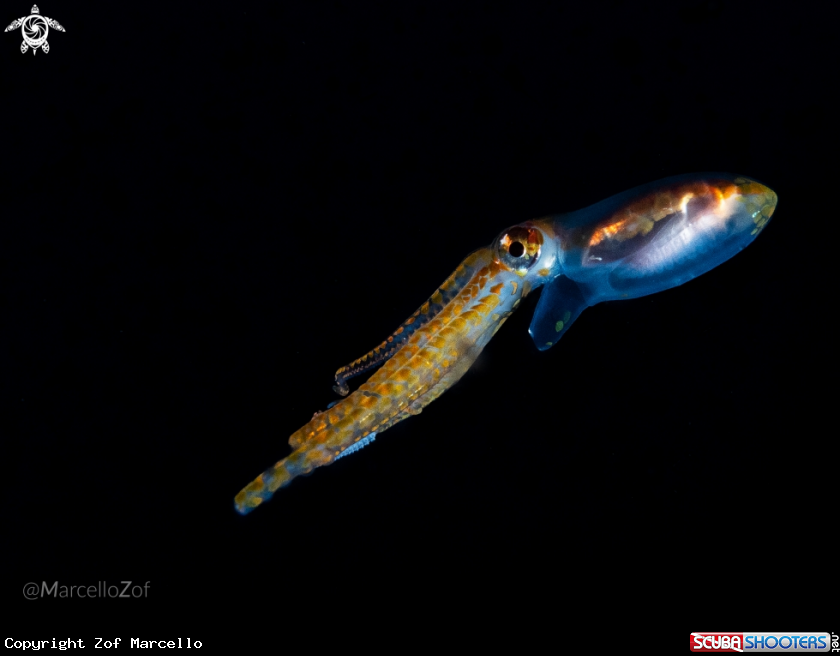 A Octopus