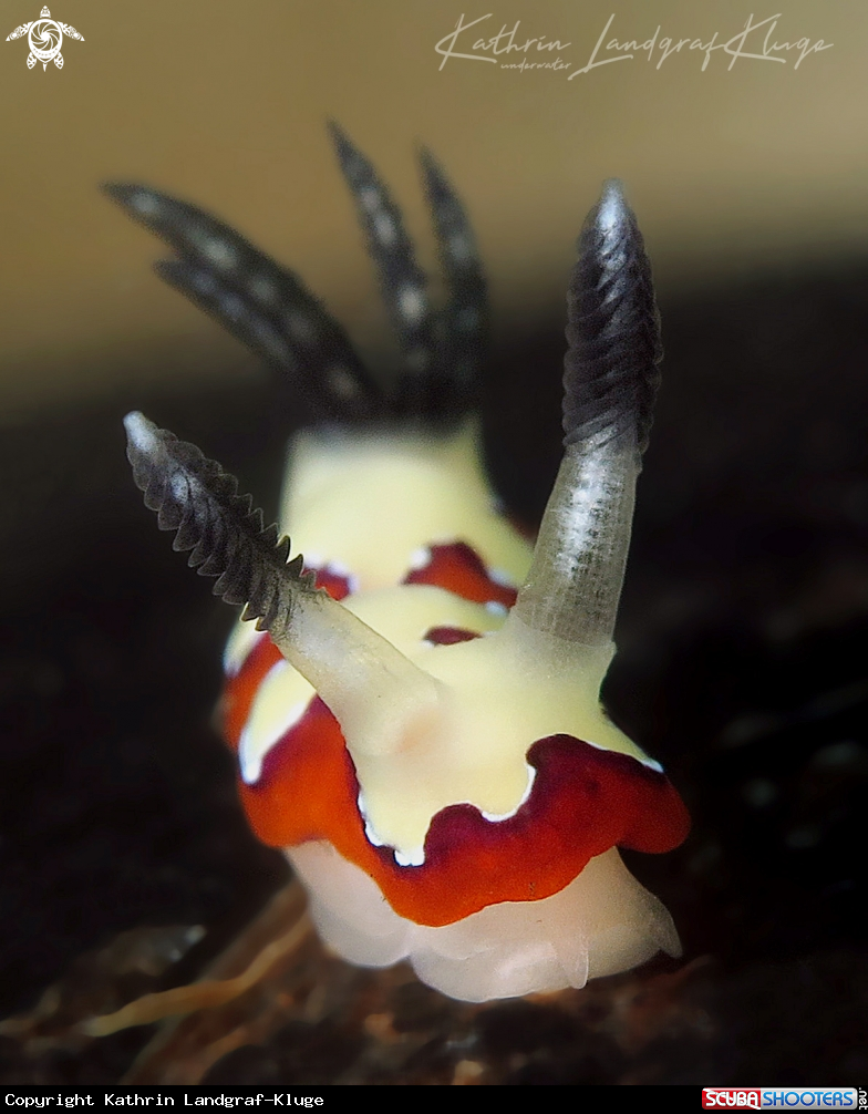 A Faithful Sea Slug