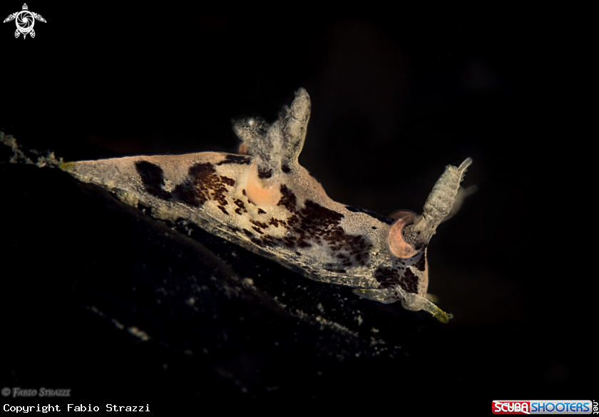 A Trapania Fusca 