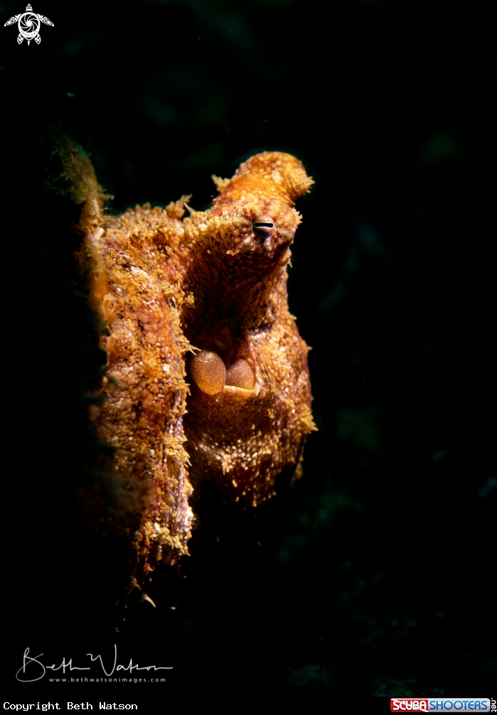 A Algae Octopus