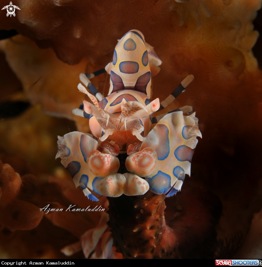 A Harlequin shrimp