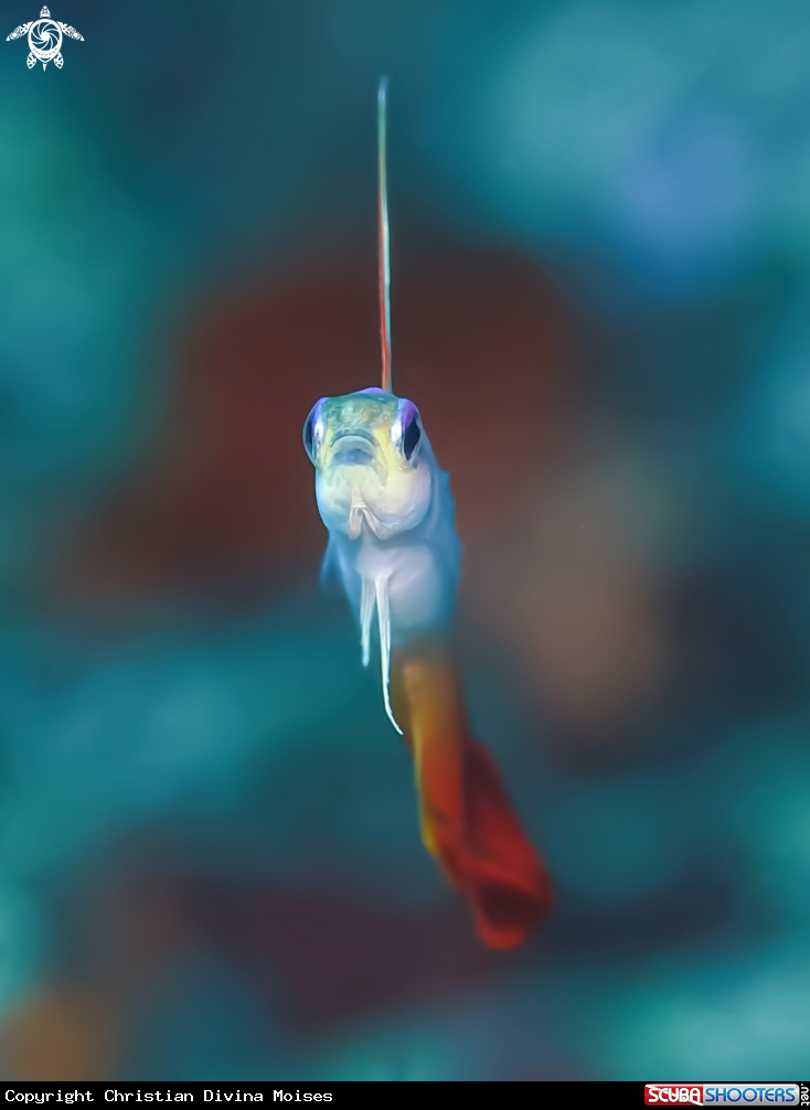 A Fire Goby