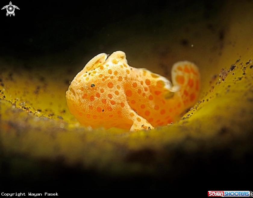 A Frog fish 