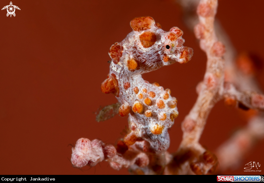 A Hippocampus Bargibanti