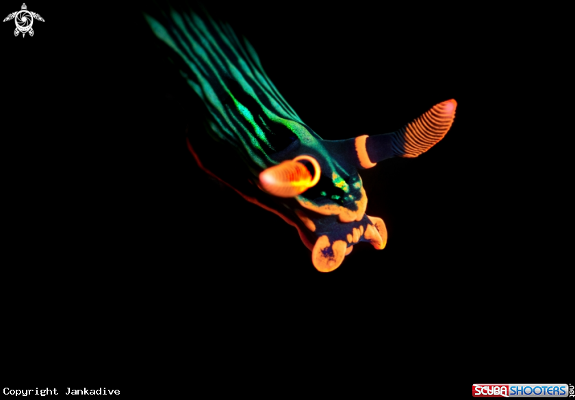 A Nudibranch