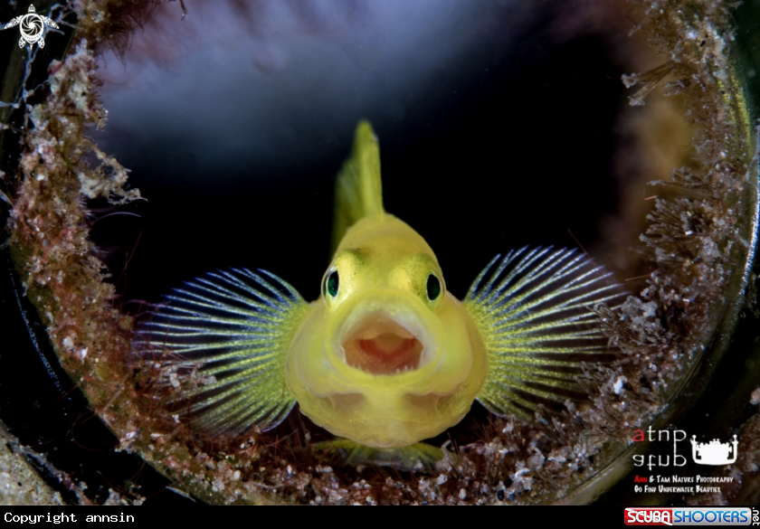 A Yellow Goby