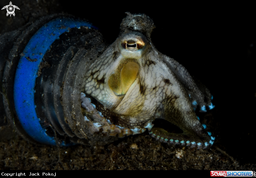 A Coconut octopus