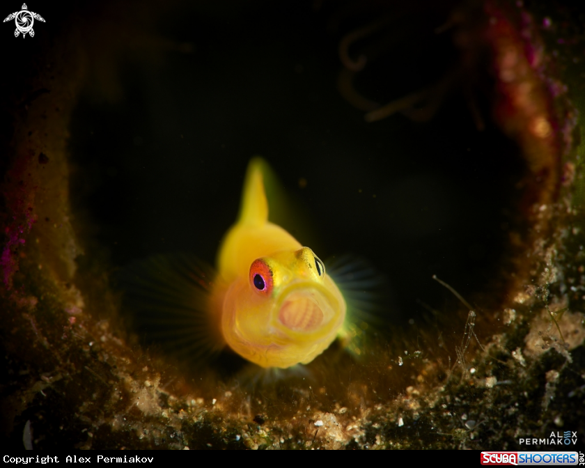 A Pygmy goby