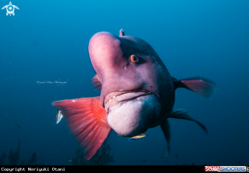 A Asian sheepshead wrasse