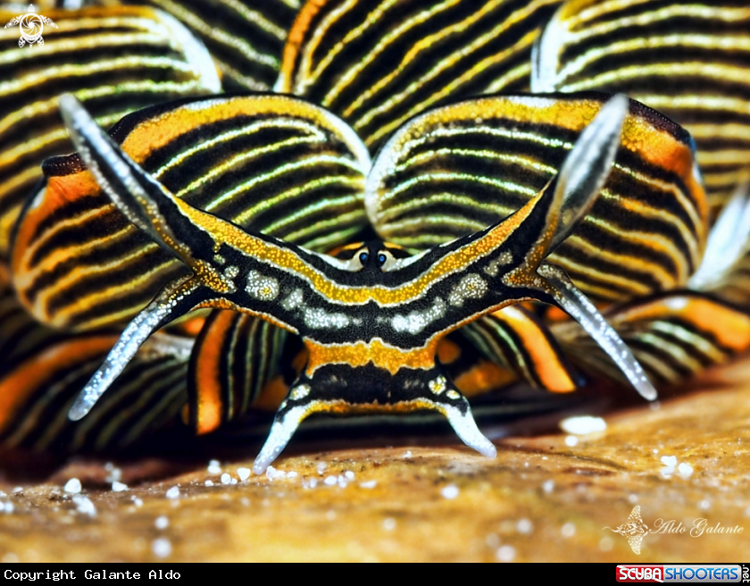 A Tiger Butterfly Sea Slug - Nudibranch