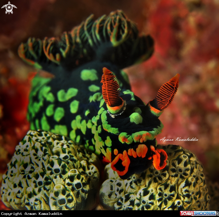 A Nudibranch