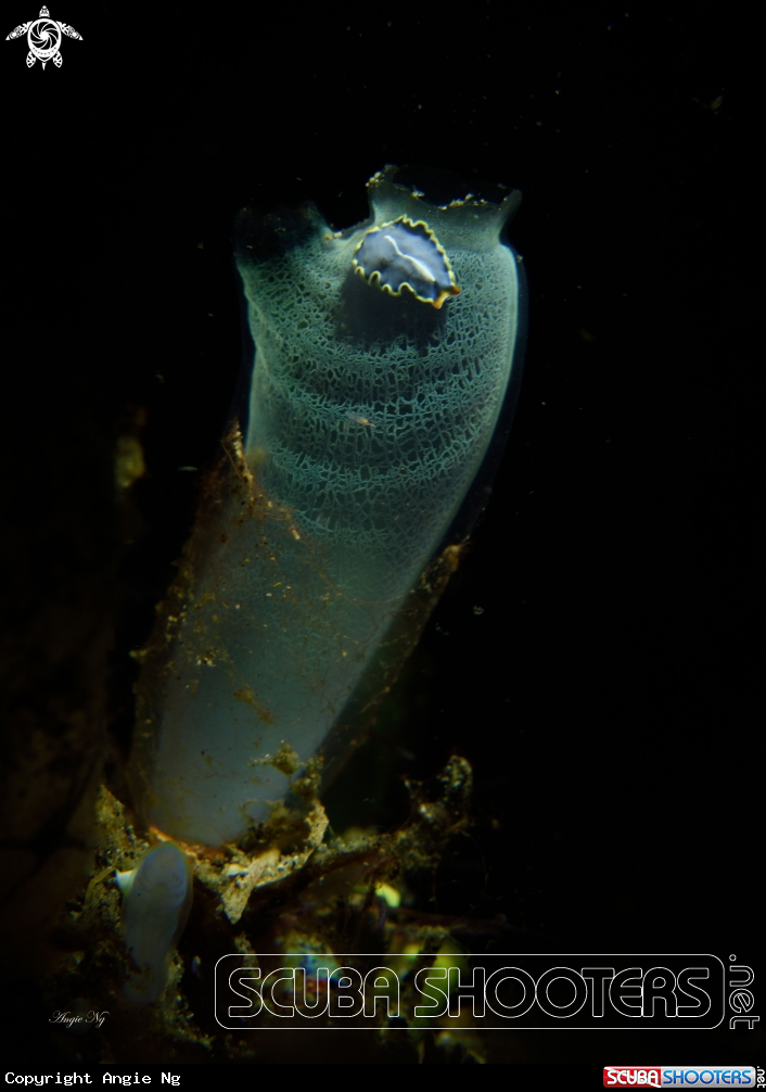 A Nudi