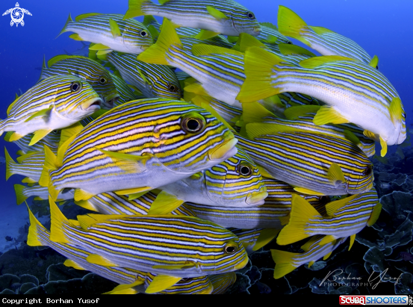 A Ribboned sweetlips