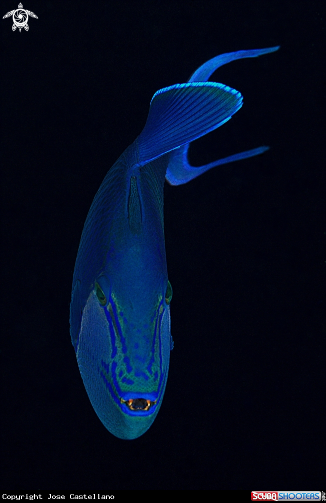 A Redtooth triggerfish