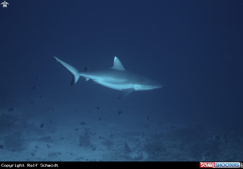 A Shark