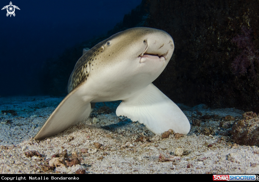 A Zebra-shark
