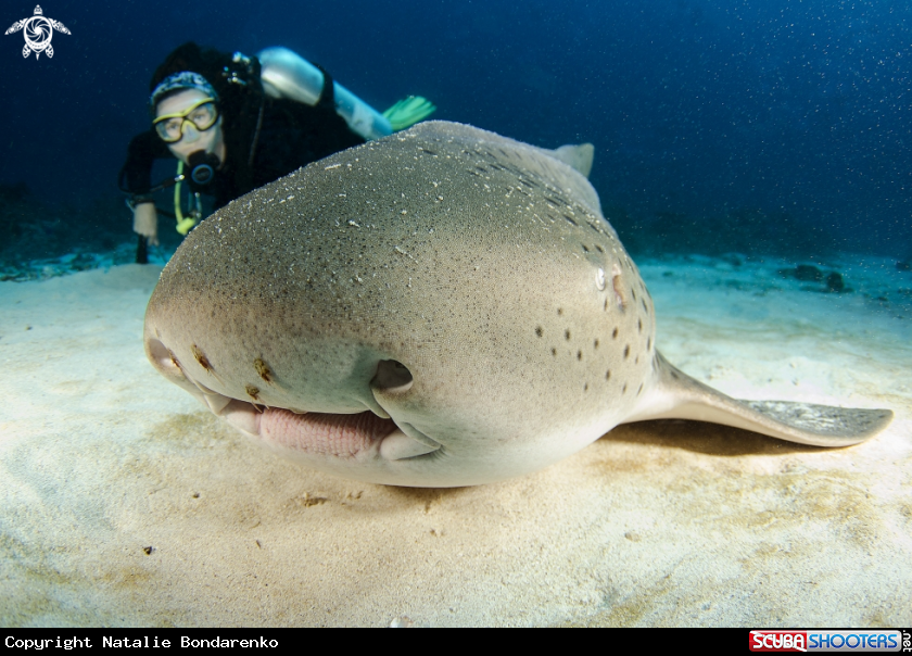 A Zebra-shark