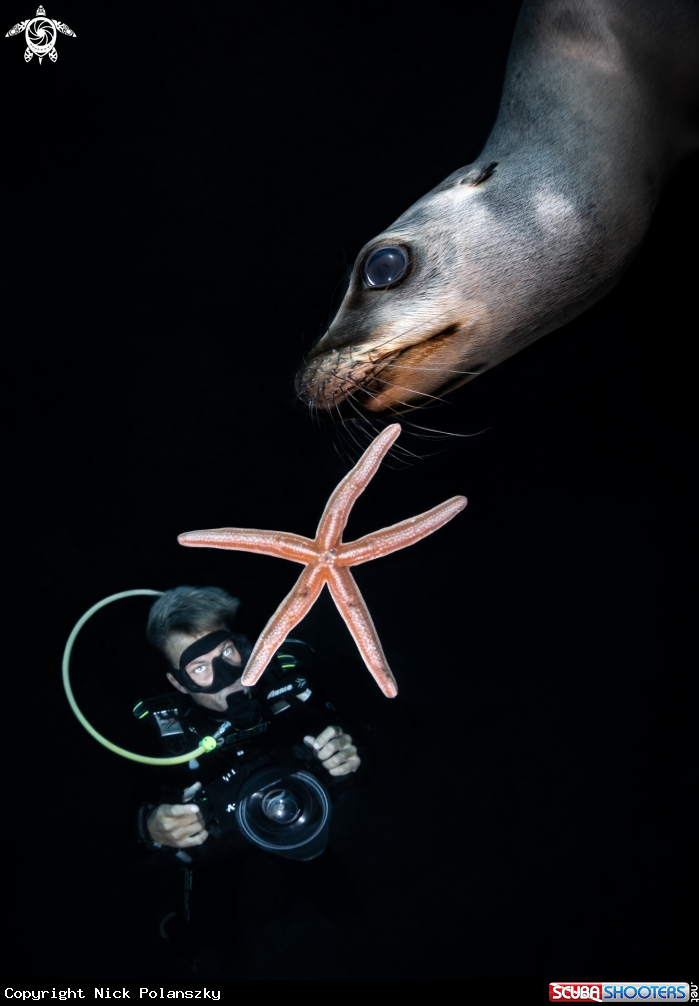 A California Sea Lion