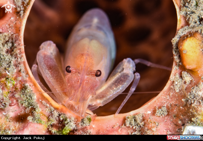 A Tunicate shrimp
